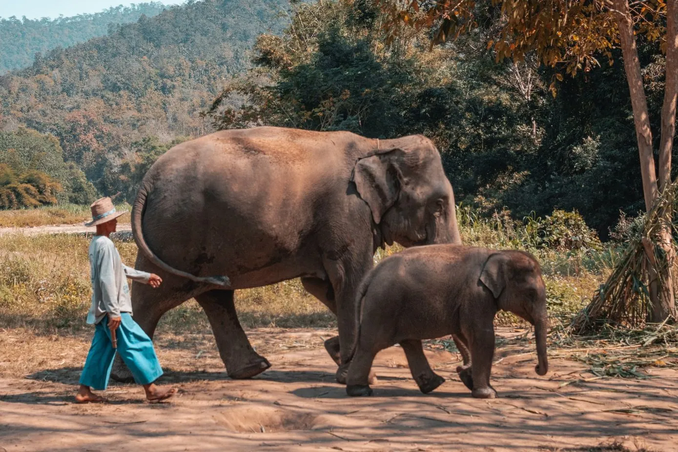 Elephant Natural Park