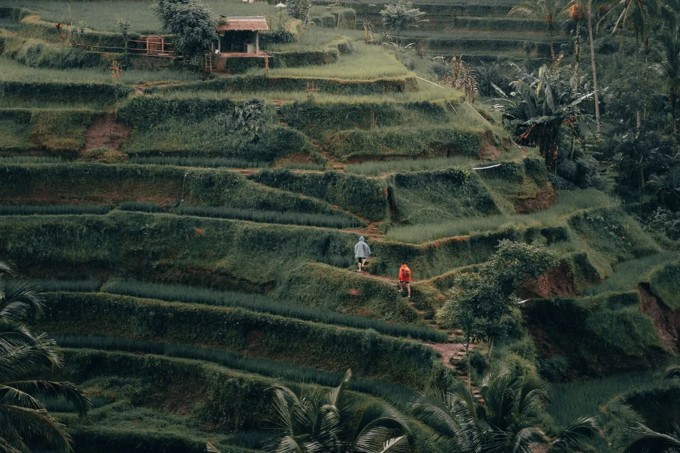 Tegalalang Rice Terraces